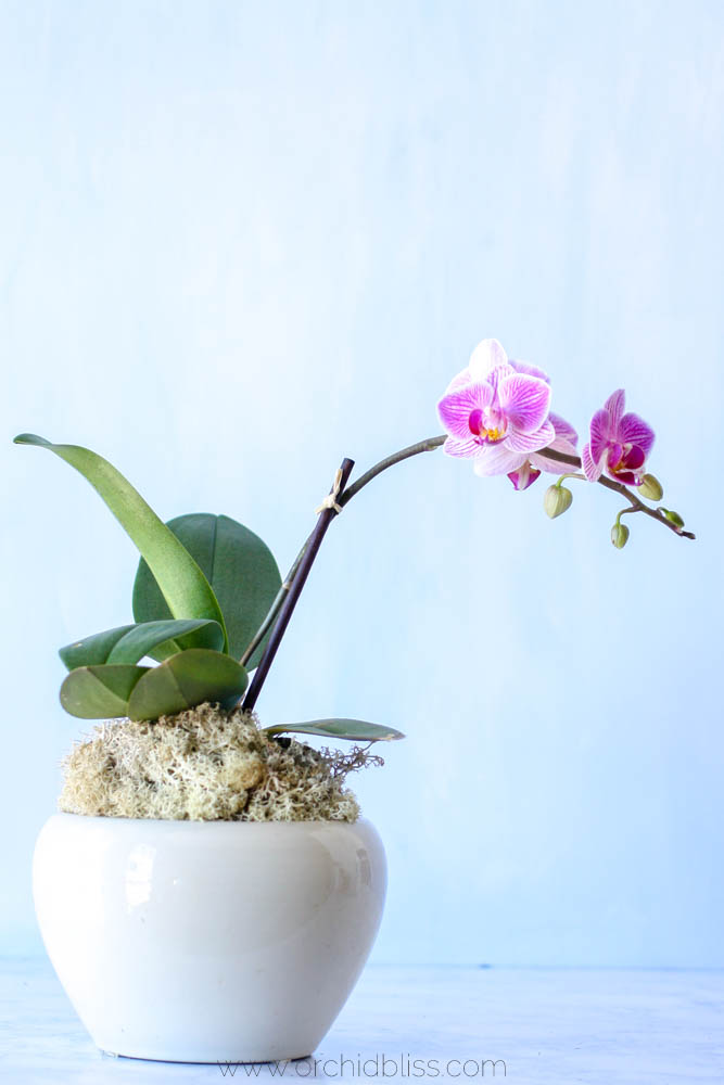 Prepping Orchids for Display: Trade Secrets, Right Here - Orchid Bliss